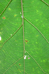 Poster - green Teak leaf close up