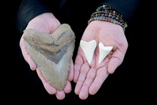 Prehistoric Megalodon Shark Tooth And Two Great White Shark Teeth