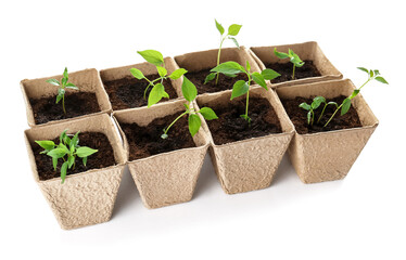 Peat pots with soil and green seedling on white background