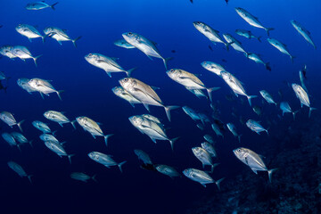 Striped Jackfish swimming above coral reef in clear water