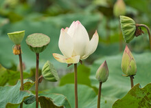 Straight White Lotus Flowers, Buds, And Lotus Seeds. Photographed In Taiwan. East Indian Lotus, Oriental Lotus, Sacred Lotus, Chinese Arrowroot, Padma. Guantian District, Tainan City, Taiwan.