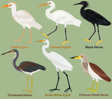 Cute Wading Bird Vector Illustration Set, Tricolored, Black, Chinese Pond Heron. Chinese, Great White, Cattle Egret
