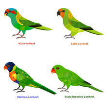 Cute Australia Lorikeet, Parrot Bird Vector Illustration Set, Rainbow Lorikeet, Little Lorikeet, Scaly-breasted, Musk Lorikeet