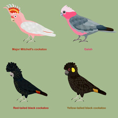 Wall Mural - Cute Australia Cockatoo, parrot bird vector illustration set, Galah, Major Mitchell cockatoo, Leadbeater, pink cockatoo, Red-tailed, black cockatoo, yellow tailed black cockatoo