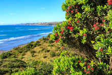 The Coastline At Ngarunui Beach Near Raglan, New Zealand, With A Summer-flowering Pohutukawa Tree In The Foreground