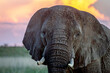 Mighty Elephant at sunset
