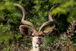 Kudu in Africa