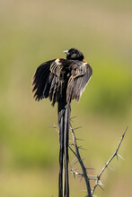 Long Tailed Widow Bird