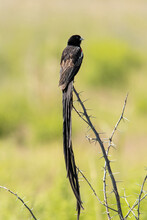 Long Tailed Widow Bird