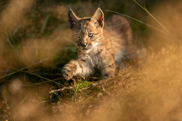 Wall Mural - Lynx cub from the front walking in the yellow grass. Small baby animal in natural behaviour. Lynx lynx.
