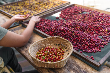 Canvas Print - Hands Sorting cherry coffee beans