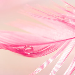 Wall Mural - water drop on red feather, pink pastel background. delicate beautiful abstract macro of nature. sele