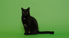 Studio Shoot Of A Black Short Hair Cat Sitting On The Green Screen And Look At The Camera Seriously With Green Eyes And Amazing Figure 