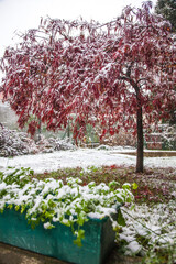 Sticker - red leaves tree covered with snow