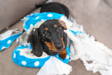 Naughty dachshund puppy was left at home alone and started making a mess. Pet tore up furniture and chews home slipper of owner. Baby dog is sitting in the middle of chaos and looks up piteously.