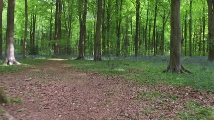 Wall Mural - Walking in West Woods - Marlborough