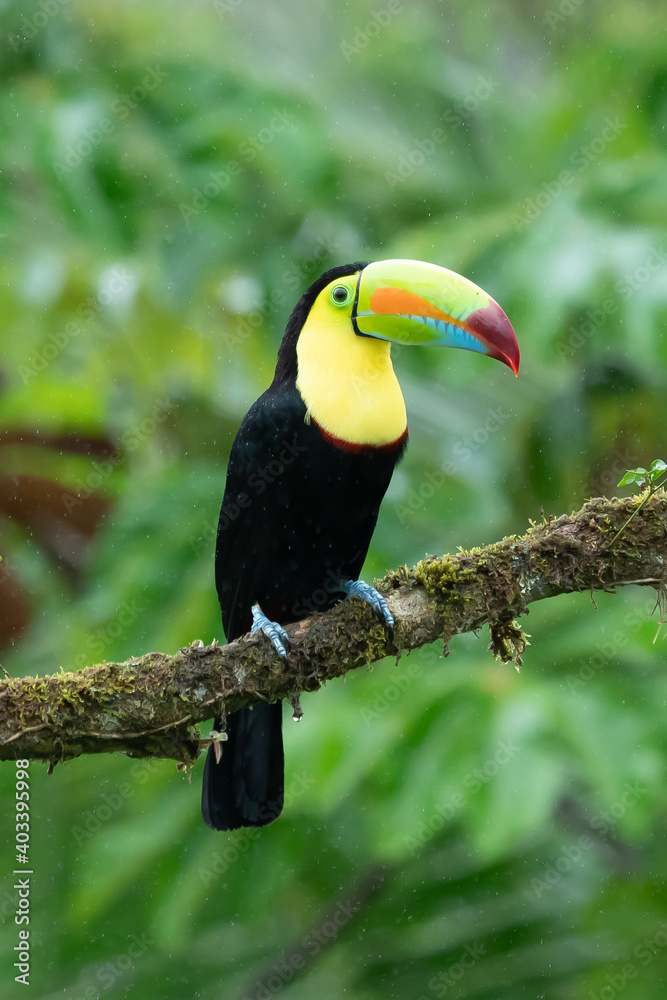 Wildlife from Costa Rica, tropical bird. Toucan sitting on the branch in the forest, green vegetation. Nature travel holiday in central America. Keel-billed Toucan, Ramphastos sulfuratus. - obrazy, fototapety, plakaty 
