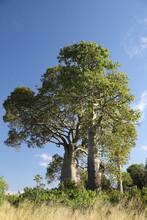 Narrow-leaved Bottle Tree Or Queensland Bottle Tree (Brachychiton Rupestris)  Australia
