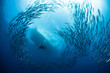 Barracuda schooling in tornado formation above coral reef and below liveaboard