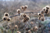 Fototapeta Dmuchawce - A dried burdock in an autumn field. Selective focus
