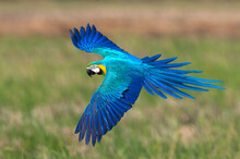 Beautiful Bird Flying , Blue And Gold Macaw Flying On Green Background