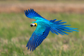 Beautiful bird flying , Blue and gold macaw flying on green background