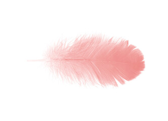 Beautiful light pink feather isolated on white background