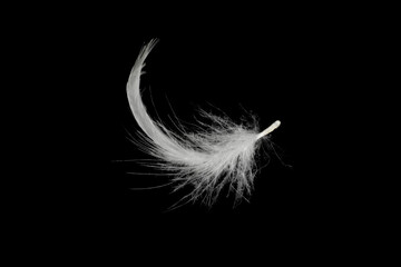 Beautiful white feather floating in air isolated on black background