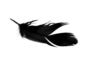 Wall Mural - Beautiful black blue feather isolated on white background