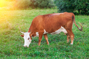 Brown cow with horns on green grass graze in the meadow and eat. Farming and agriculture and milk production.