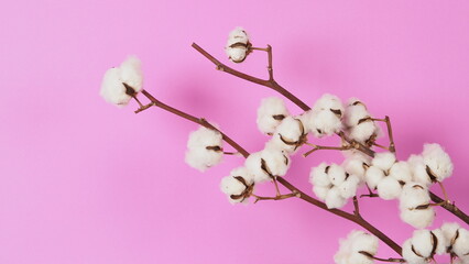 Wall Mural - White Cotton branch on pink color background Flat lay Top view. Delicate white cotton flowers. Flowers composition. Light color cotton background. Nature concept represent soft and gentle.