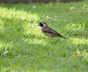 sparrow on a grass