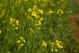 Fototapeta Kwiaty - Very beautiful bright yellow mustard flowers field in the morning in wintertime in India