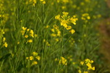 Fototapeta Kwiaty - Very beautiful bright yellow mustard flowers field in the morning in wintertime in India
