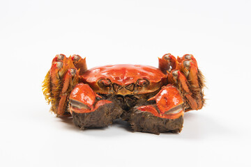 Wall Mural - Close up of Chinese mitten crab, hairy crabs isolated on white background.