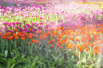 Wall Mural - beautiful tulip in the garden, thailand.