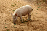Fototapeta Zwierzęta - Cute pig eating excrement in village, selective focus
