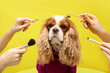 Leinwandbild Motiv care for dog in four hands in spa beauty grooming salon, Humor cavalier king charles spaniel on yellow background. Close-up portrait
