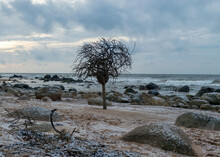 Landscape With Sea Shore And Lonely Tree, Tree With Roots At The Top, Rocks In Water And Sand, December, Vidzeme Rocky Seashore, Latvia