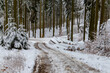 Wald Weg im Winter