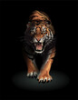 angry tiger walking forward in the shadow illustration