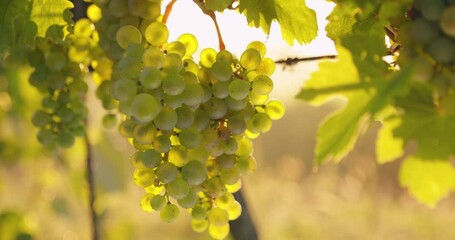 Wall Mural - Yellow grapes in the sunlight hanging in the vineyard