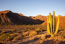 Mexican Giant Cardon Cactus (Pachycereus Pringlei), At Sunrise On Isla San Esteban, Baja California, Mexico, North America