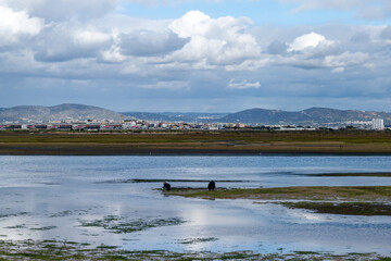 Poster - people harvesting and collecting shellfish in the Ria Formosa Natural Park near Faro