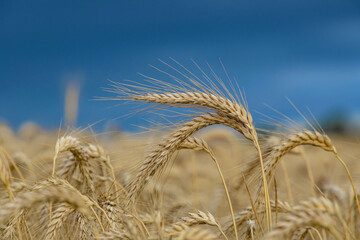 Barley field with ripe and gold barley crops. Blue sky.