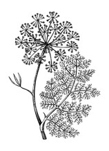 Culinary Herbs - Fennel - Vintage Illustration.  Botanical Drawing In Engraved Style. Wild Flower Outline. For Traditional Medicine Or Herbal Tea.