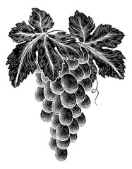 A bunch of grapes on vine with leaves in a woodcut etching style