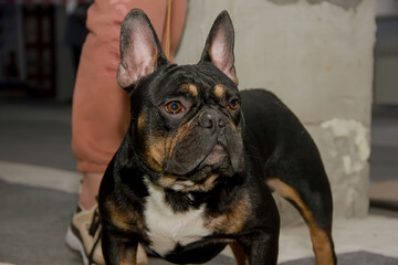 dog of breed french bulldog with an expressive look.portrait