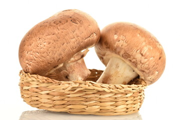 Two organic fresh, cream champignons on a straw dish, close up, isolated on white.