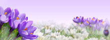 Spring Awakening. Banner With Purple And White Crocuses On White-lilac Background. Place For Text